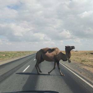 altai-rally-overland-asia-centrale09_original