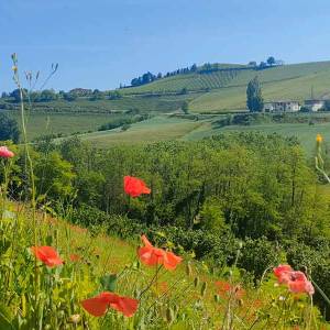escursione-piemonte-anello-barbaresco07_original