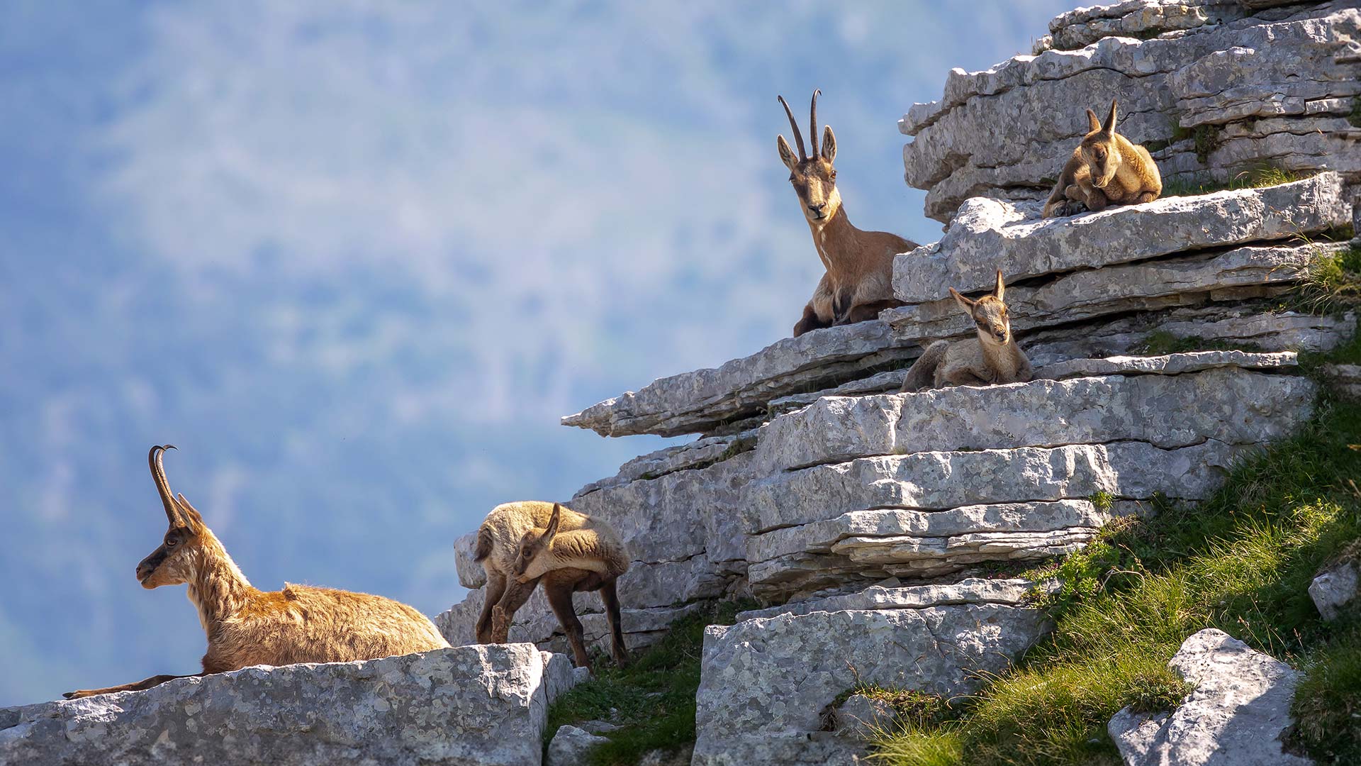 Avvistamento di animali selvatici durante un trekking guidato in montagna Avvistamento di animali selvatici durante un trekking guidato in montagna
