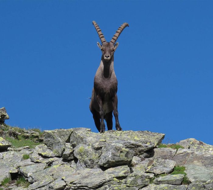 Incontrare gli animali in montagna: consigli e regole per l'avvistamento